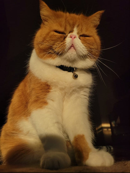 Cat Picked Crystal Necklace: Personalized Mystery Gem